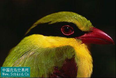 ӡ֧��ȵchauleti���֣�����Խ��