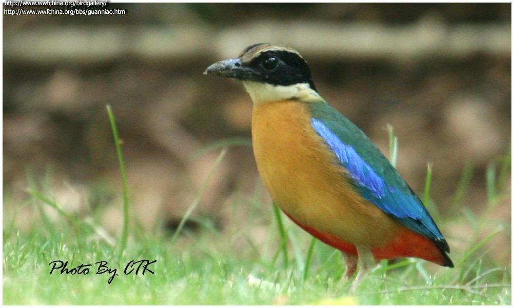 �����ɫ�