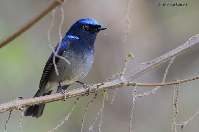 С���l��ͼƬ