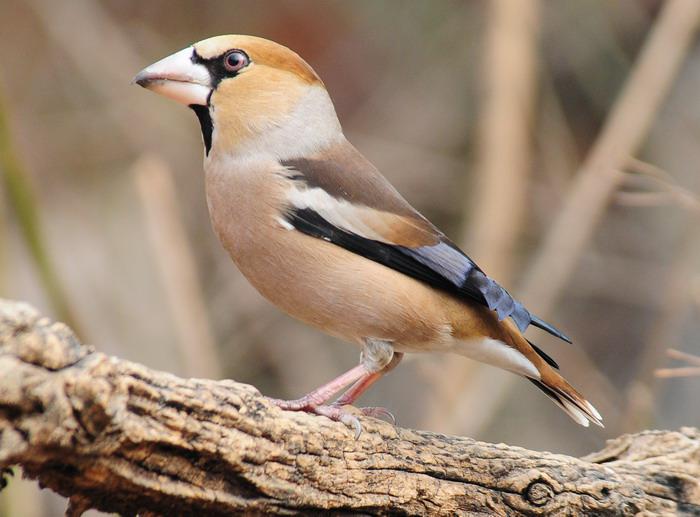 锡嘴雀 锡嘴雀的图片