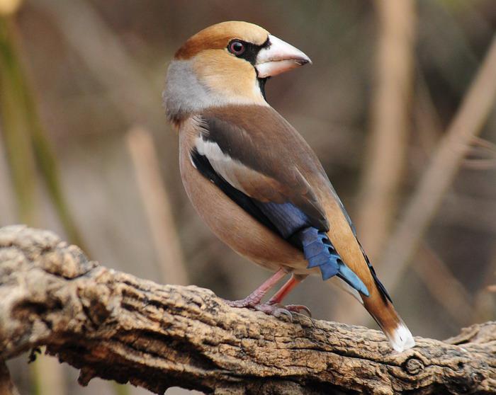 ����ȸ������ӥ���콵��