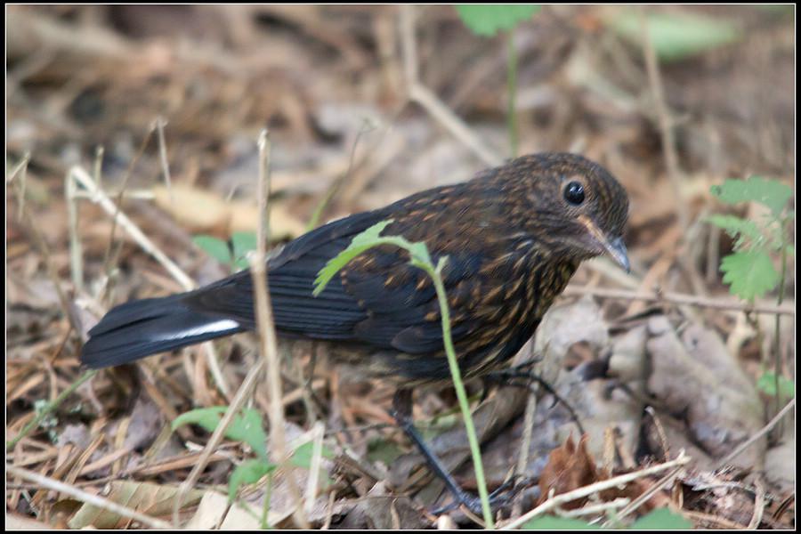 ��β����𶣺�ǳ���