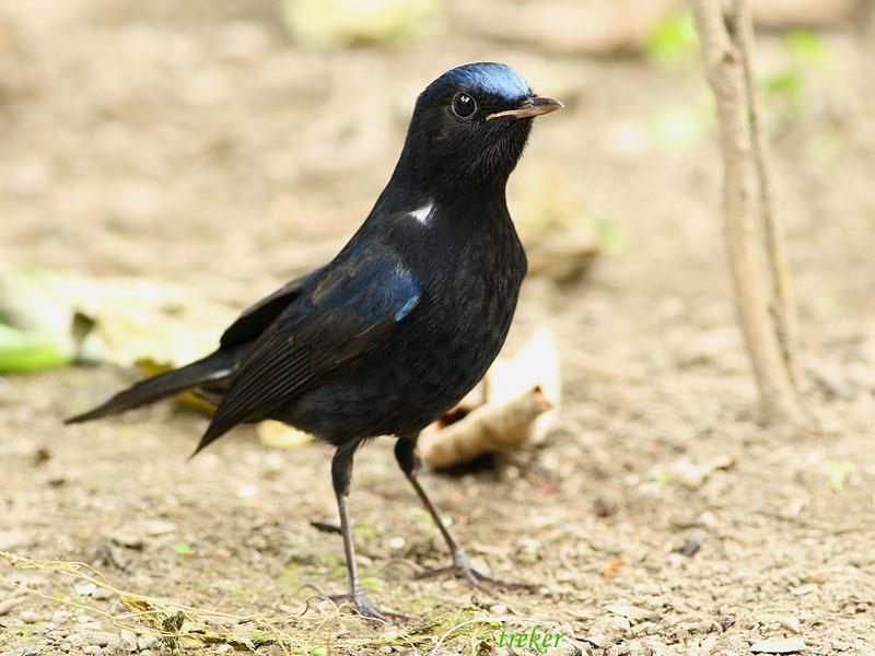 ��β�����