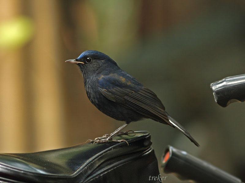 ��β�����