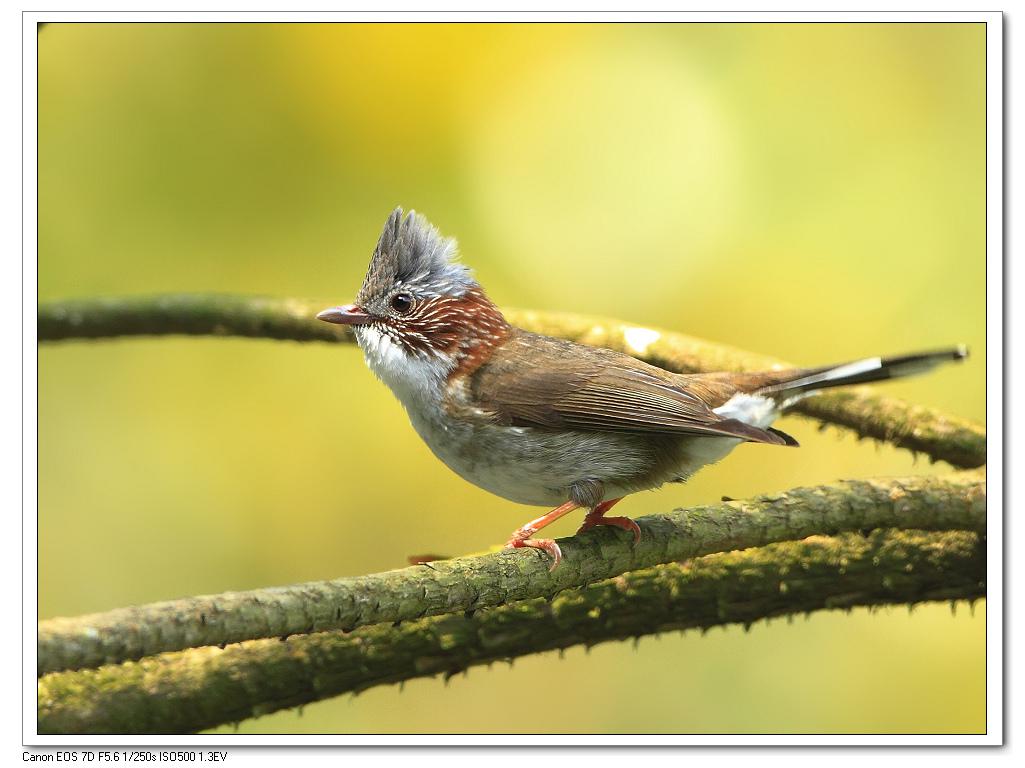 �����������̵�ͼƬ