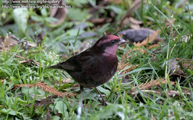 ����ȸ��ͼƬ