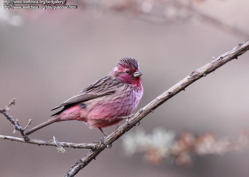 �����ȸ��ͼƬ