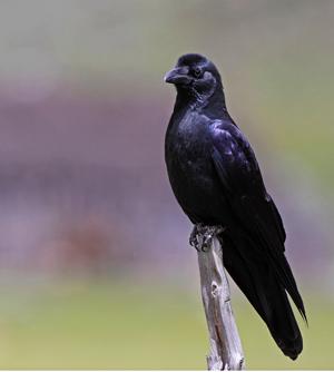 С����ѻ����Ӱ������ɽ