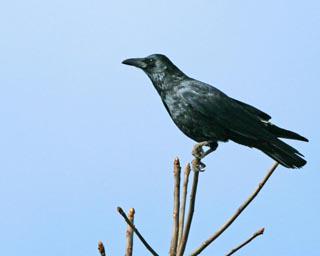 С����ѻ ��Ӱ������