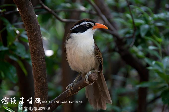 ��ͷ�����̣���Ӱ����