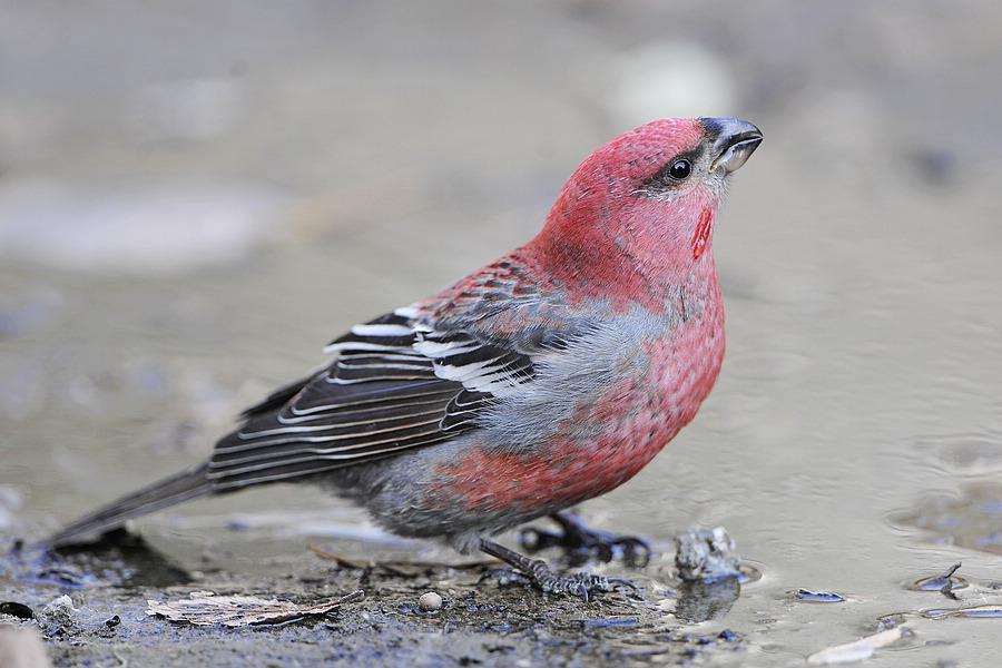 ��ȸ������ۺ�ɫ�����ߣ�������Ȼ��2010��11�¡���������