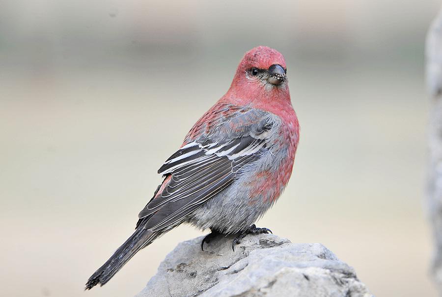 ��ȸ�������ߣ�������Ȼ��2010��11�¡���������