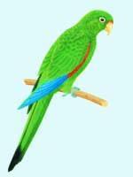 厄瓜多尔鹦哥 厄瓜多尔鹦哥的图片