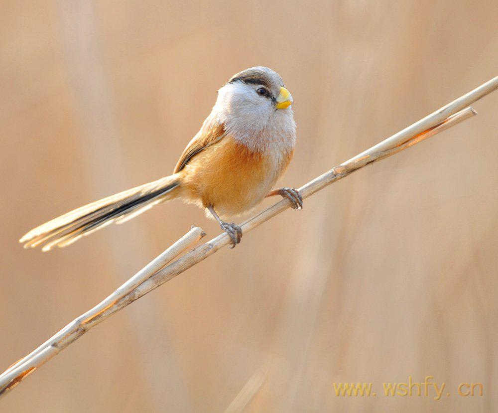 震旦鸦雀 震旦鸦雀的图片