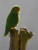 �ض��и��ͼƬ