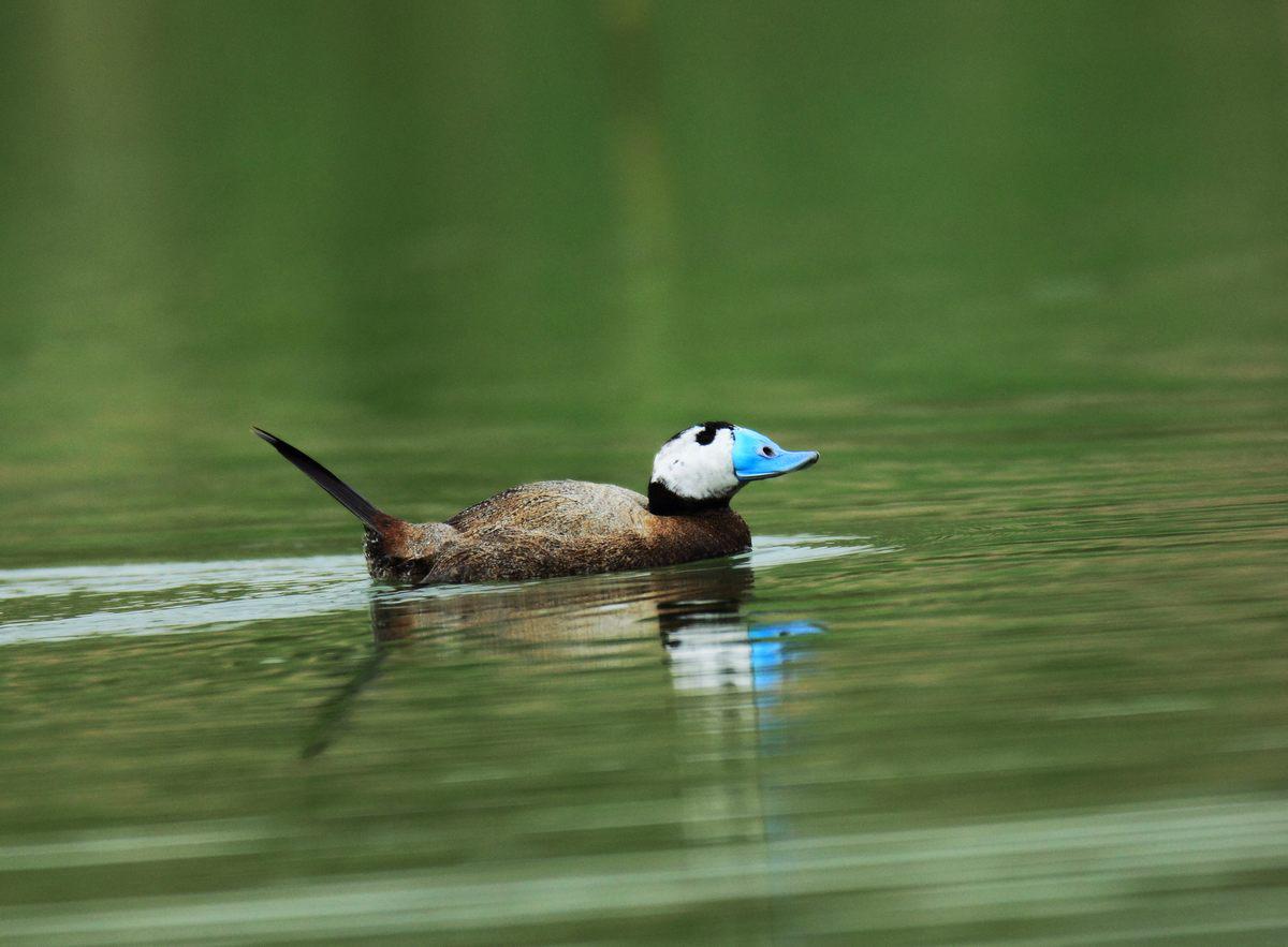 白头硬尾鸭 白头硬尾鸭的图片