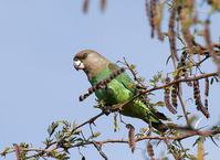 ��ͷ����