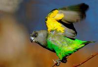 ��ͷ����