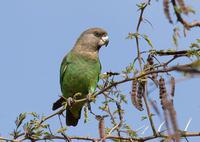 ��ͷ����