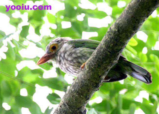 ��ͷ������ľ��