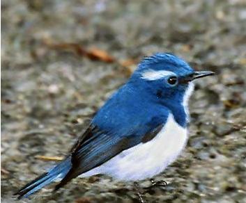 ��ü�����l