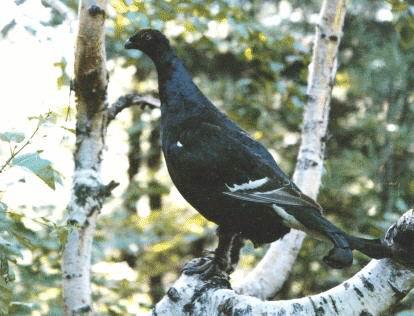 �ں�ë����