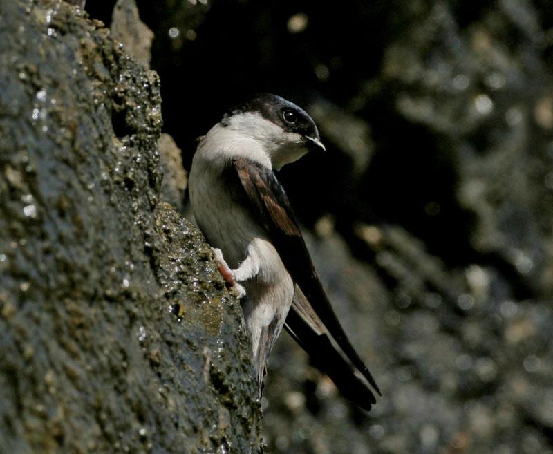 �̸�ë����