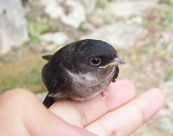 �̸�ë����