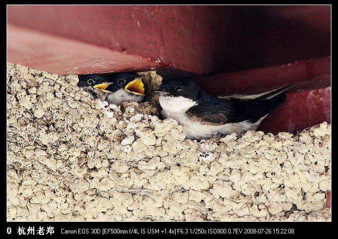 �̸�ë����