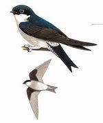 �̸�ë����