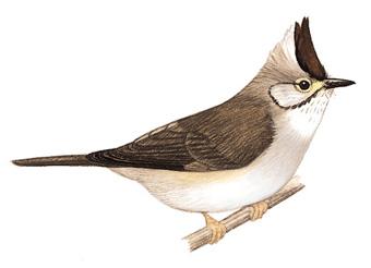 ��ͷ����