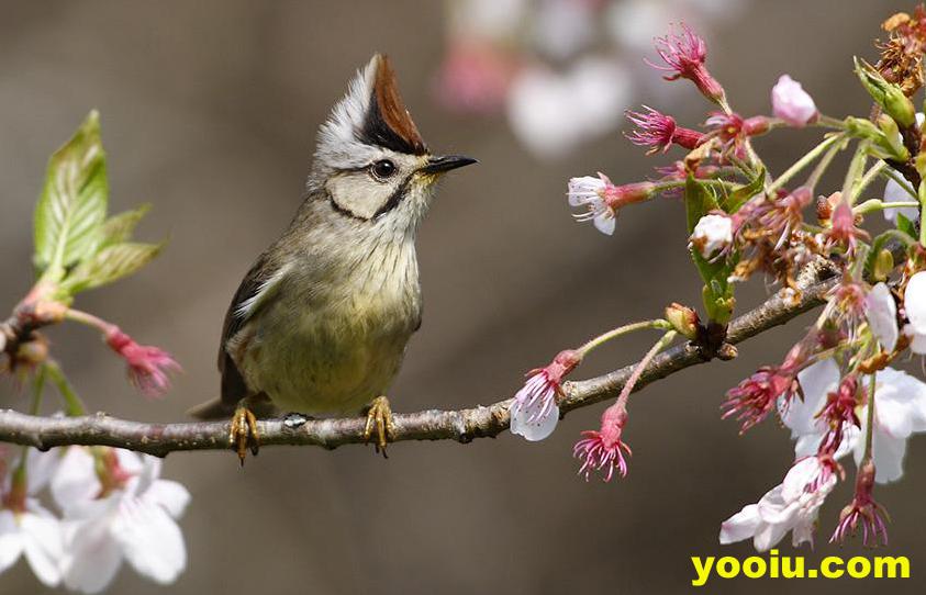 ��ͷ����