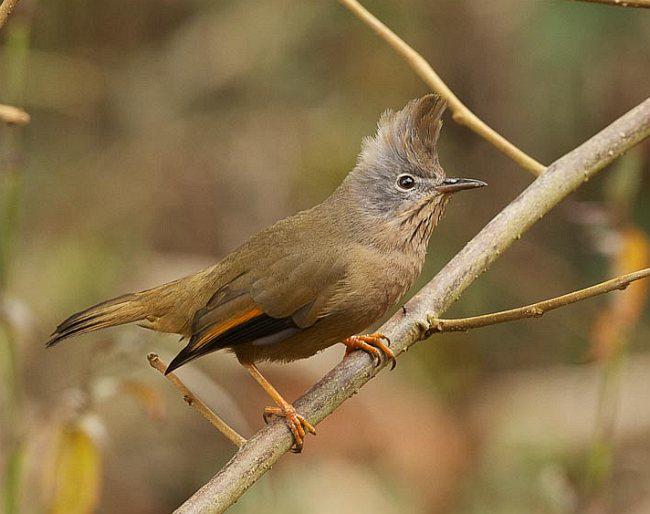 �ƺ����̵�ͼƬ