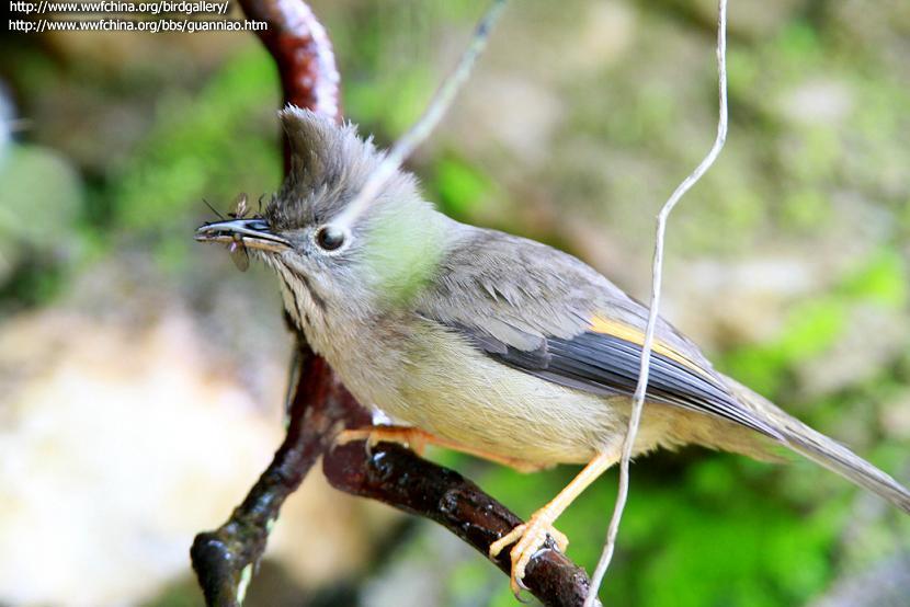 �ƺ�����