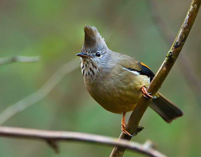 �ƺ�����