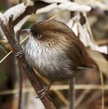 ��ɽȸ�̵�ͼƬ