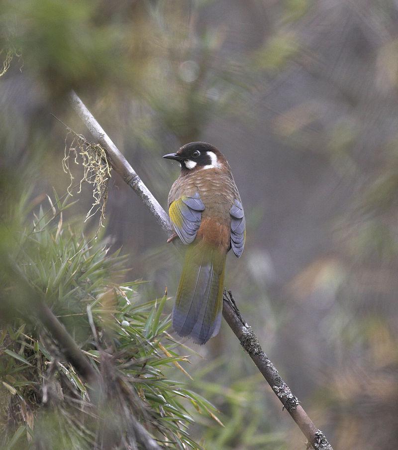 �ڶ����̵�ͼƬ