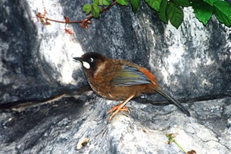 �ڶ�����