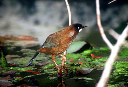 �ڶ�����