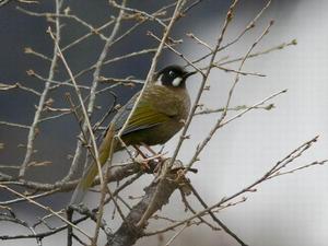 �ڶ�����