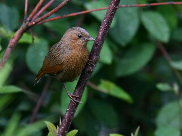 ϸ������