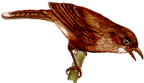 ϸ������