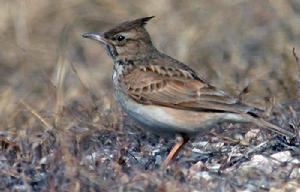 ��ͷ����