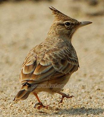 ��ͷ����