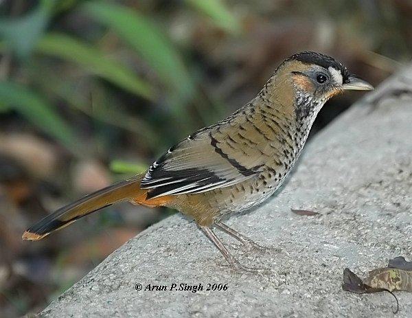 ������̵�ͼƬ