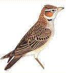 长嘴百灵 长嘴百灵的图片