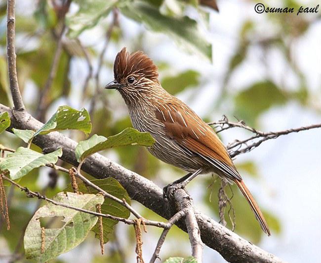 条纹噪鹛 条纹噪鹛的图片