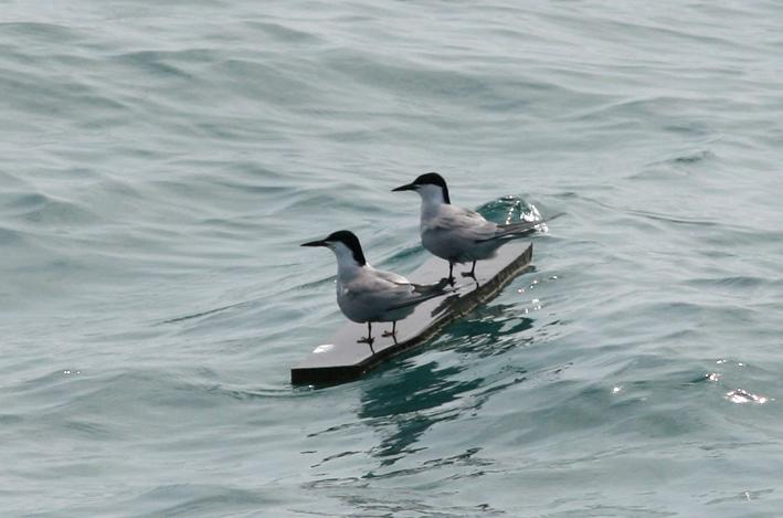 ������Ÿ��ͼƬ