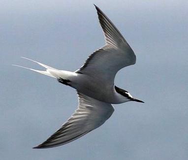 ������Ÿ