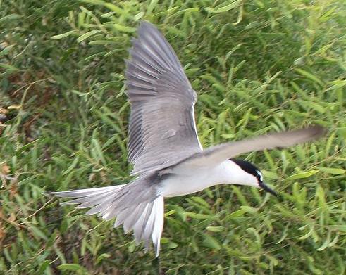 ������Ÿ